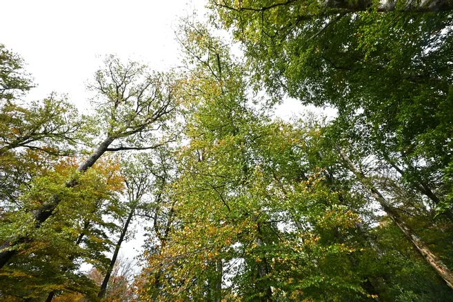 Filière bois : le comité forestier creusois se réunit